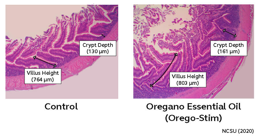 Villus Height and Crypt Depth Improved with Orego-Stim